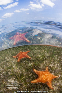 "Stars Above And Below"

Starfish are seen both through... by Susannah H. Snowden-Smith 